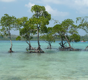 water with tree